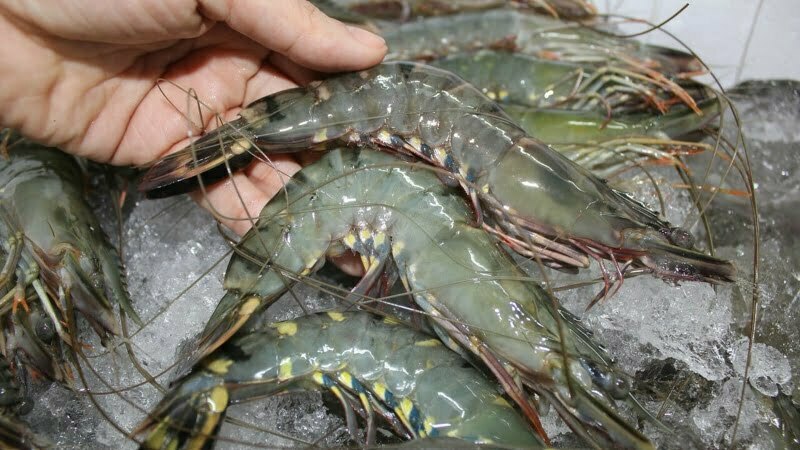 Chọn tôm tươi sống